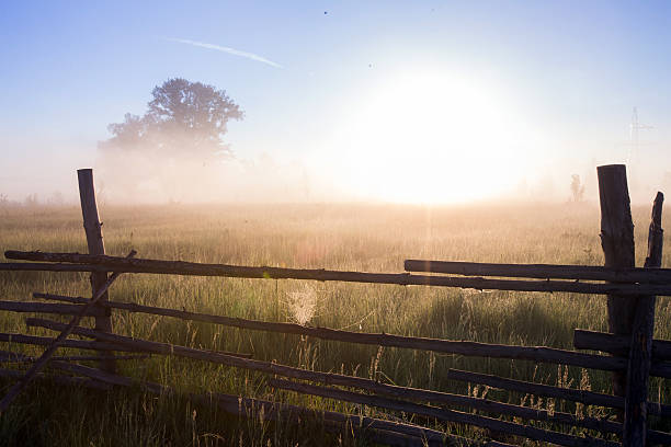 istock thick fog in the field 524509975