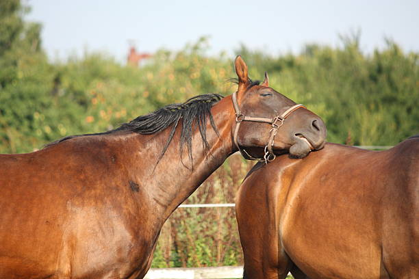 cheval brun reposant sur un autre cheval - livestock horse bay animal photos et images de collection