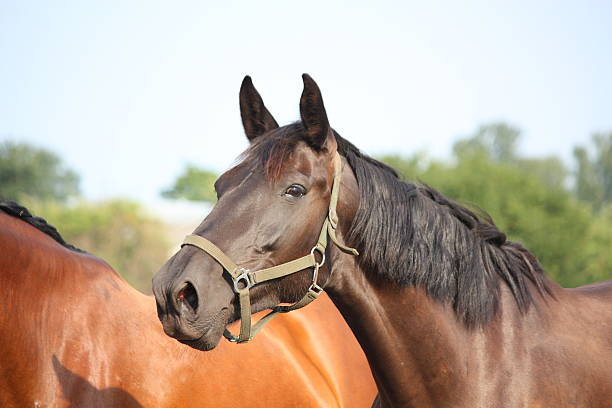 Black horse taking a deep breath of air