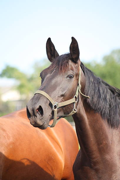 istock Black horse taking a deep breath of air 524510375