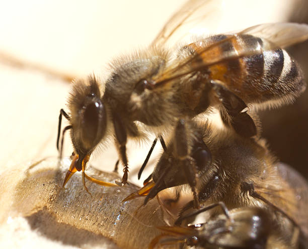 istock Drop of honey and bees 524513335