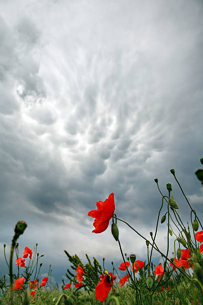 istock Storm clouds over a field of blossoming poppies 524514193