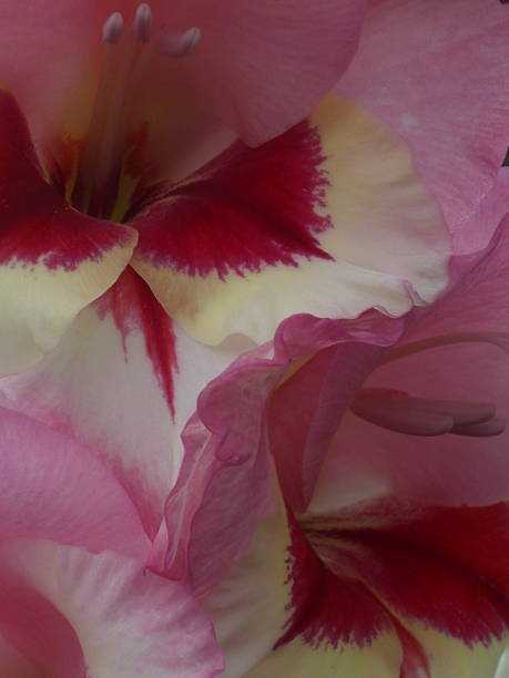 istock Pink and White Gladiola Mix 524514319
