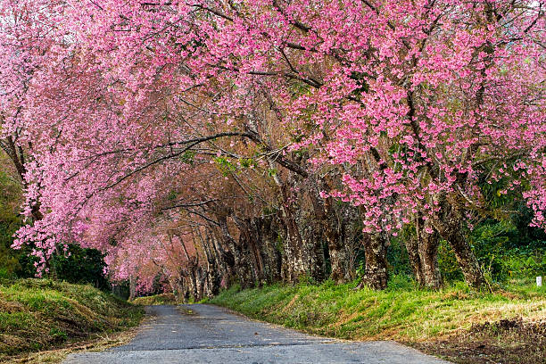 istock Avenue of Sakura 524514503