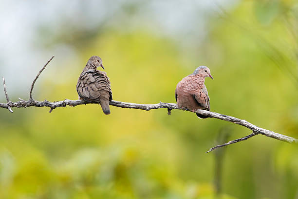 istock Common ground dove (Columbina passerina), Cabo Rojo, Puerto Rico 524524684