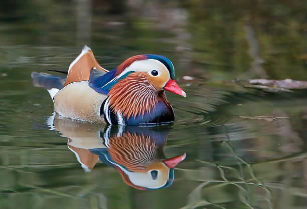 istock Mandarin duck (Aix galericulata) male swimming in water with reflection 524525116