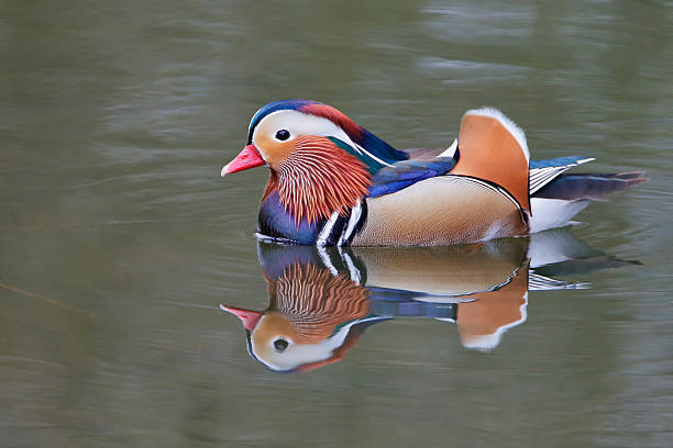 istock Mandarin duck (Aix galericulata) male swimming in water with reflection 524525200
