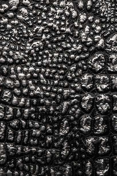 istock metallic texture like crocodile skin leather 524525234
