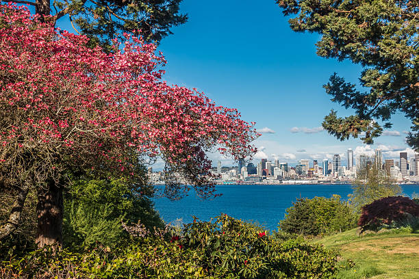 istock Seattle Skyline and Dogwood 524525736