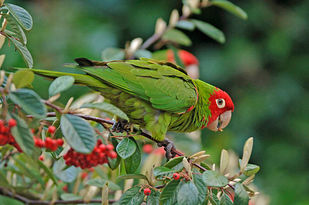 istock Wild Parrots of San Francisco's Telegraph Hill 524526104