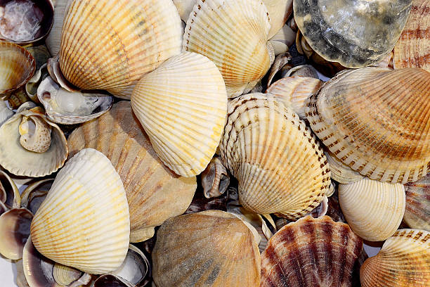 istock Seashell background, lots of scallop sea shells piled together 524526238