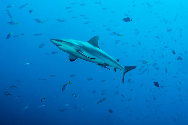 cá mập rạn san hô xám, góc xanh - palau - đàn cá nhóm động vật hình ảnh sẵn có, bức ảnh & hình ảnh trả phí bản quyền một lần