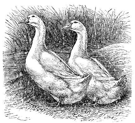 illustration was published in 1895 