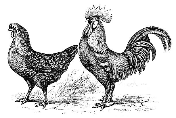 치킨 및 수탉 - 어린 수탉 stock illustrations