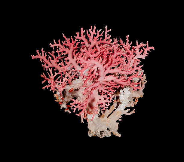 istock Pink Coral Deep Sea Flower Tree JccMedia Seashell 524527772