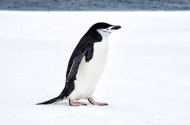 istock Chinstrap penguin walking in snow in Antarticta 524527796