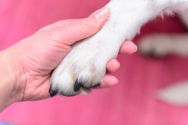 istock dog paw in human hand 524527820