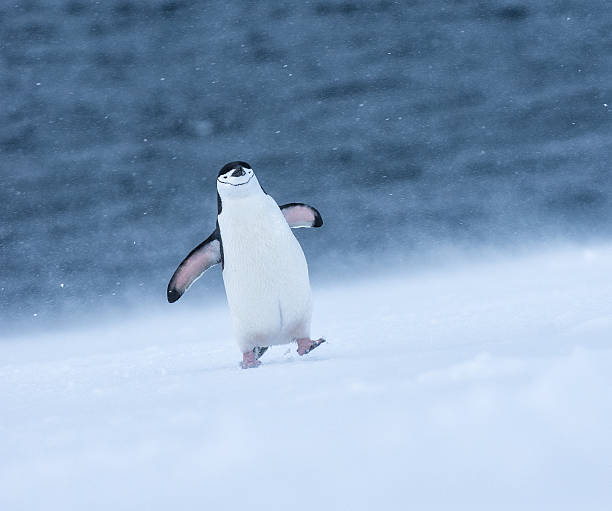 Chinstrap penguin walking in snow in Antarticta
