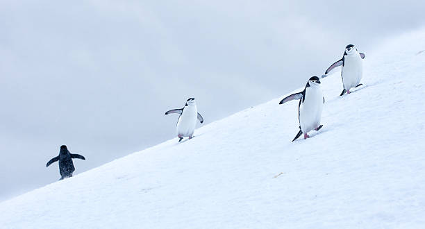 istock Three Chinstrap penguins walking in snow in Antarticta 524528046