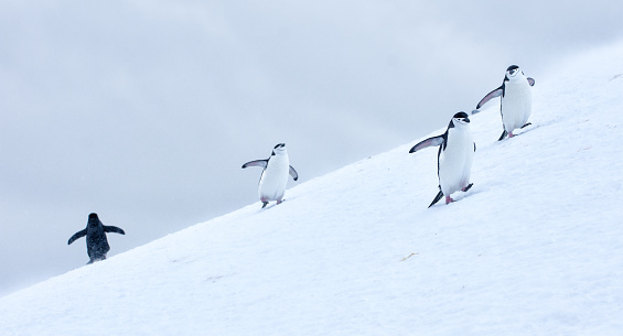 Three Chinstrap penguins walking in snow with another walking away,, on Half Moon Island, South Shetlands, Antarticta