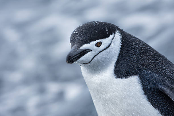 istock Chinstrap penguin walking in snow in Antarticta 524528216