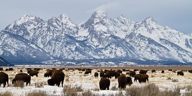 bison und teton im winter - jackson hole stock-fotos und bilder