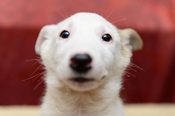 istock homeless puppy in shelter 524529114