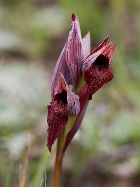 istock Tongue Orchid (Serapias lingua) 524529470