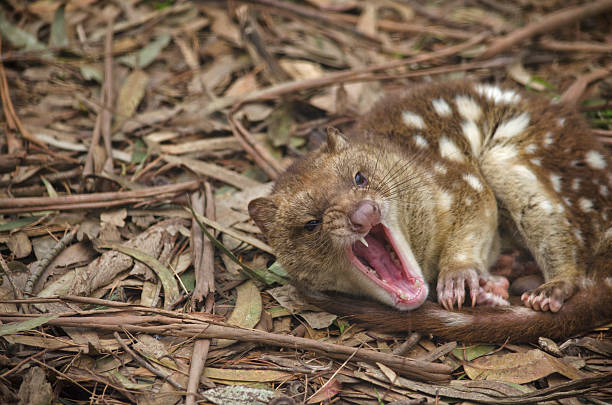spotted quoll the spotted quoll is snarling with teeth beared spotted quoll stock pictures, royalty-free photos & images