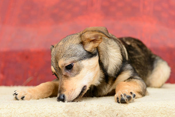 istock homeless puppy in shelter 524530202
