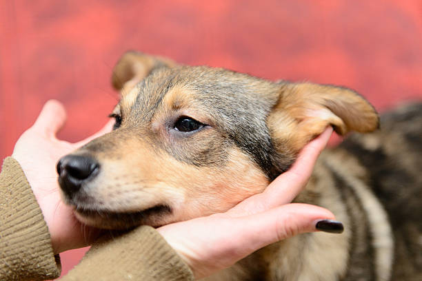 istock homeless puppy in shelter 524530288