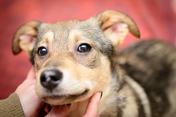 istock homeless puppy in shelter 524530302