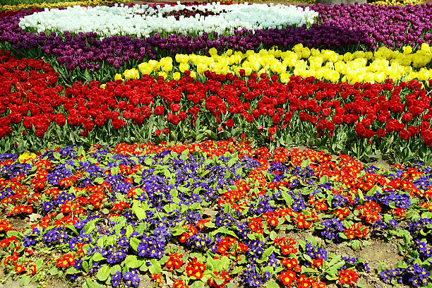 istock Multi-colored flowers blossomed. Spring in park 524530388