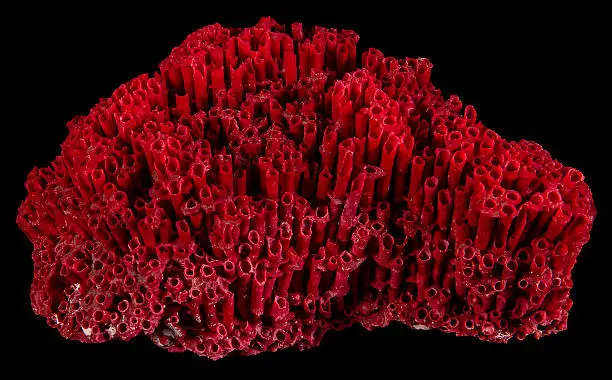 Red Organ Pipe Sea Coral Reef Tubipora Musica JccMedia Seashell On Black Background.