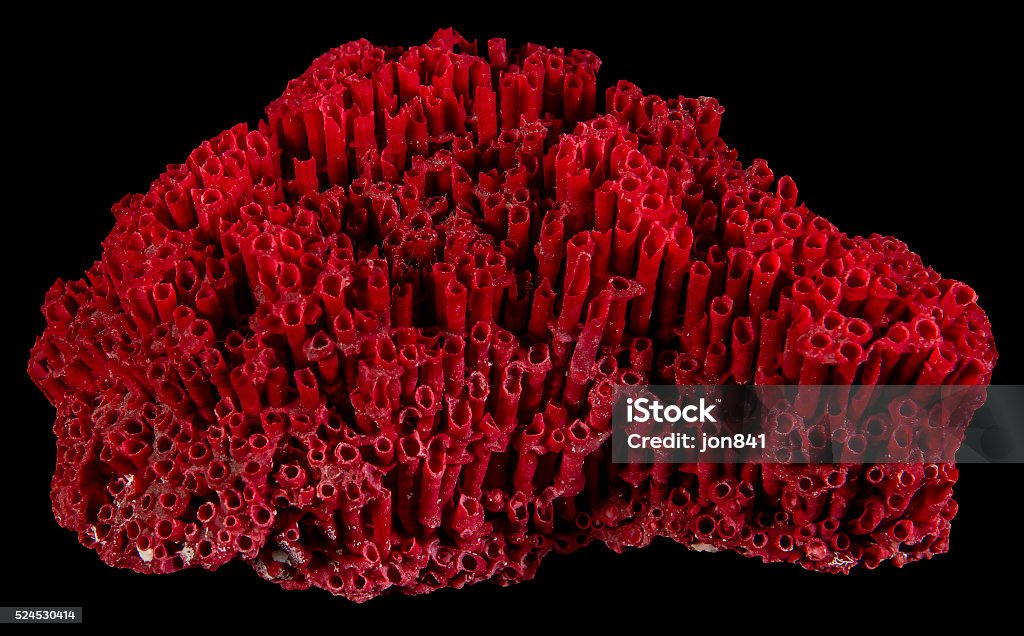Red Organ Pipe Sea Coral Reef Tubipora Musica JccMedia Seashell - Royaltyfri Snäckskal Bildbanksbilder