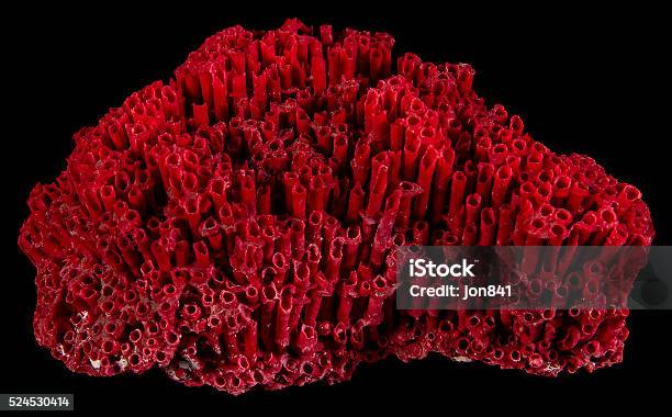 Red Organ Pipe Sea Coral Reef Tubipora Musica Jccmedia Seashell-foton och fler bilder på Snäckskal