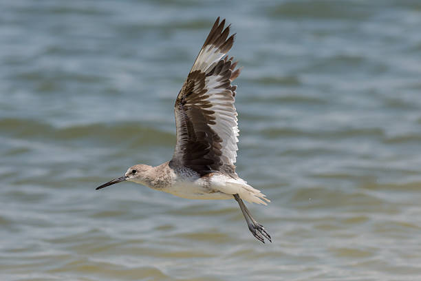 istock Willet in Flight at Pelican Island 524530494