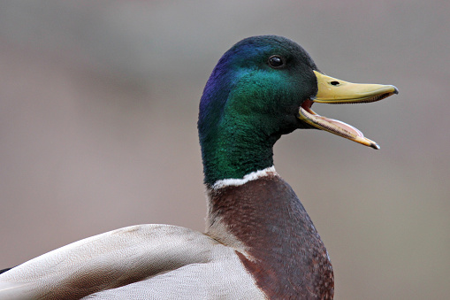 A portrait of a male mallard duck (Anas platyrhynchos) quacking