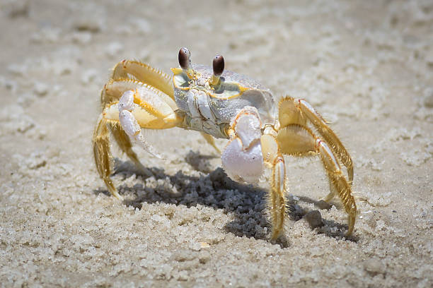 istock Sand Crab on Beach at Pelican Island 524531412