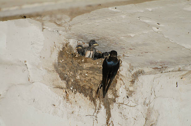 istock Barn Swallow Family in Nest - Poland 524532046