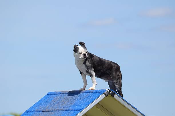 istock Boston Terrier at Dog Agility Trial 524532154