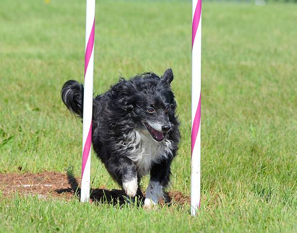 istock Mixed-Breed Dog at Agility Trial 524532250