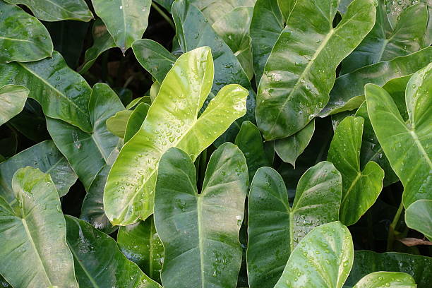istock Long green leaves in the garden (Philodendron) 524532730