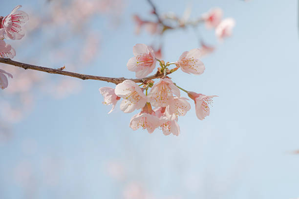 istock pink blossom flowers with vintage background 524533272
