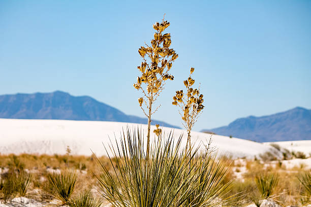 acercamiento de algunas seca flor en las arenas blancas - single flower flower desert new mexico fotografías e imágenes de stock