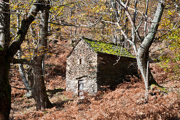 chestnut secadora de - maisonette - fotografias e filmes do acervo