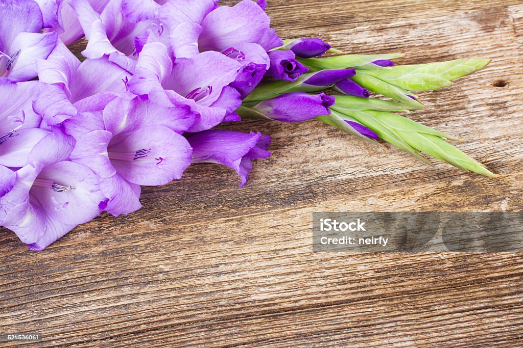 gladiolus flowers fresh blue gladiolus flowers on wooden background Autumn Stock Photo