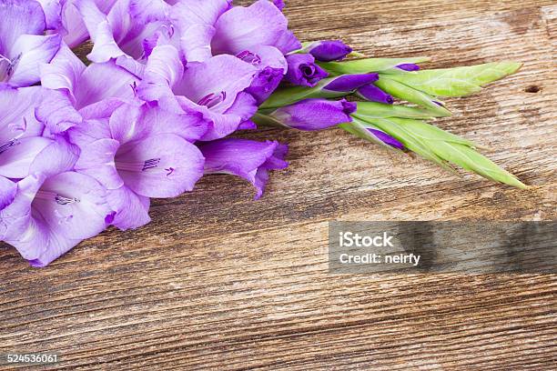 Gladiolus Flowers Stock Photo - Download Image Now - Autumn, Beauty In Nature, Blossom