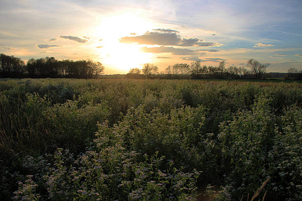 istock Meadow full of white flowers 524536067