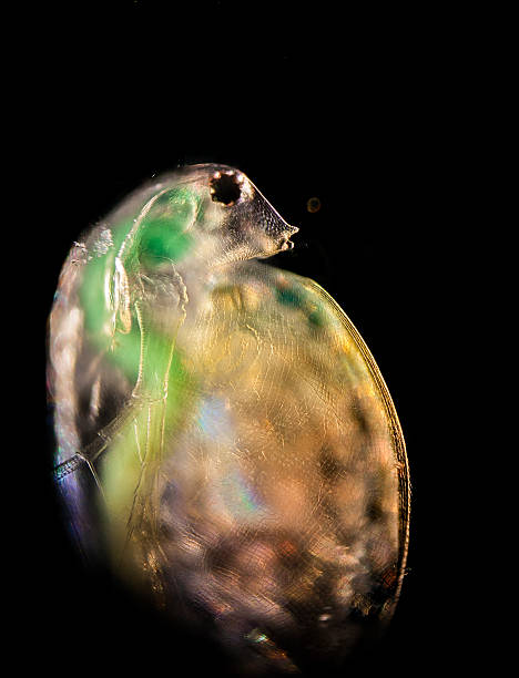 dáfnia na coluna de água - daphnia water flea high scale magnification micro organism imagens e fotografias de stock